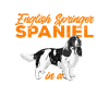 English Springer Spaniel Dog