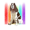 English Springer Spaniel Dog