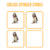 English Springer Spaniel Dog
