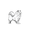 Nicht ohne meinen Samojede Samojedenspitz