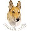 Smooth collie