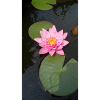Water lily