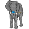 Fléchette éléphant