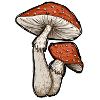 Toadstools Illustration