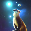 Coati