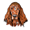Irish Setter