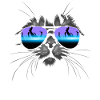 Cat with sunglasses