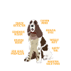English Springer Spaniel Dog