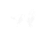 English Springer Spaniel Dog