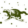 Marten - Ermine - Weasel