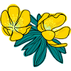 Winter Aconite
