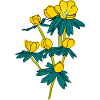 Winter Aconite2