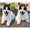 Cute Akita Pups Smiling Design