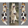 Akita Pups Smiling Design