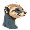 Ferret