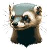 Ferret Illustration