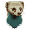 Cute Ferret