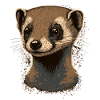 Ferret Head Illustration