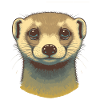 Ferret Design