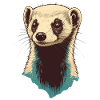 Ferrets