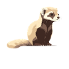 Ferret Artwork