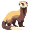 Ferret Breeder