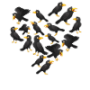 Herz Krähe