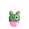 cactus mignon