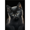 Black kitten