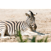 Zebra (in german Zebra or Zebras) Hippotigris