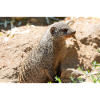 Meerkat (Suricata suricatta, Erdmännchen)