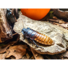 Madagascar Cockroach Madagaskar-Fauchschabe