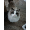 look de chat mignon
