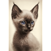 Siamese kitten