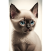 Siamese kitten