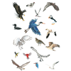 Birds