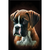Boxer puppy