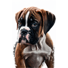Chiot boxer