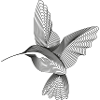 Kolibri