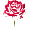 Pink flower
