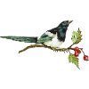Bunter Vogel