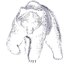 Wild bear