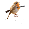 Schrotkehlchen Meme Vogel Rotkelhlchen