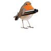 Schrotkehlchen Meme Vogel Rotkelhlchen