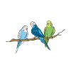 Wellensittich Vogel