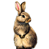 Süßer kleiner Hase