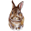 sweet rabbit Aqurell