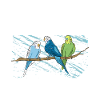 Wellensittich Vogel