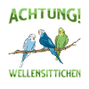 Wellensittich Vogel