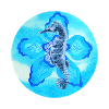 océan, hippocampe